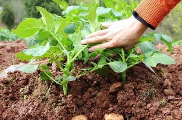 <b>高山土豆的種植注意事項，避免常見問題實現(xiàn)高效種植</b>