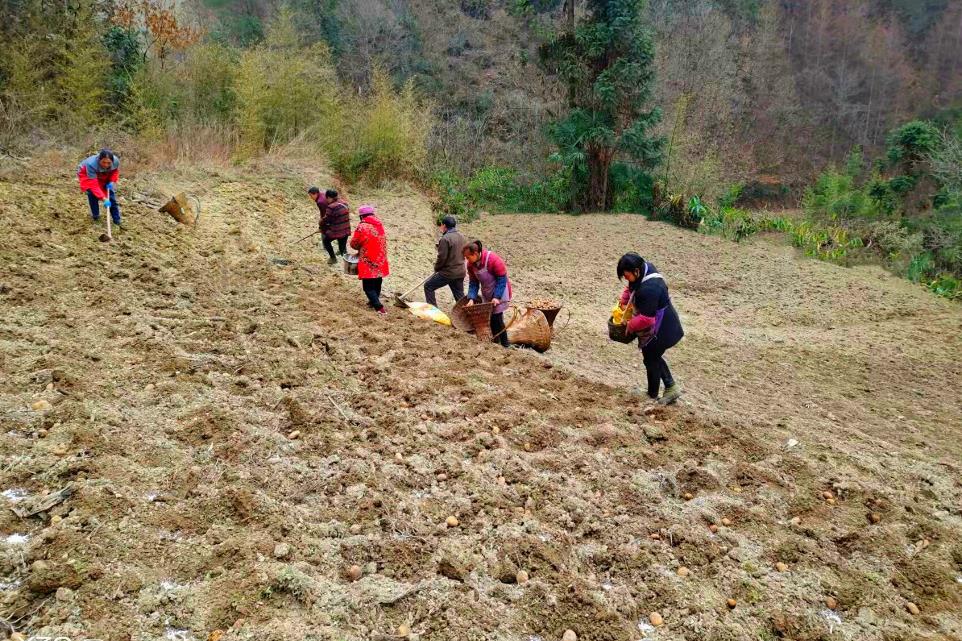 高山土豆的種植注意事項，避免常見問題實現高效種植