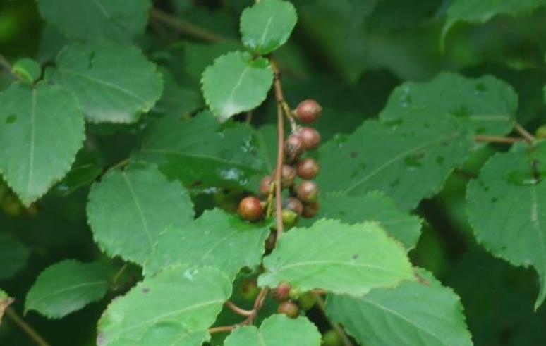 野外找尋通草方法，了解它的生長環(huán)境與分布特點