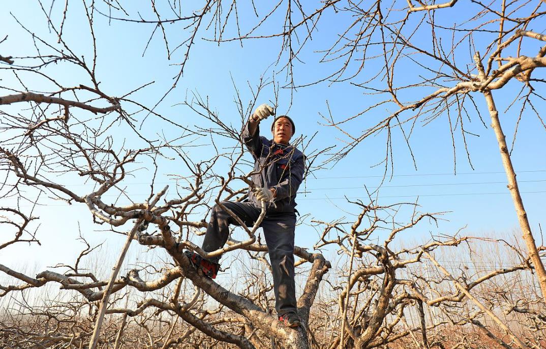 牛奶蜜棗樹冬天怎么修剪果樹會健康又豐收