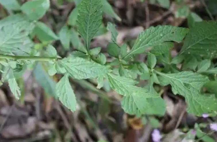 傷寒草是什么植物，有什么價值和特征？