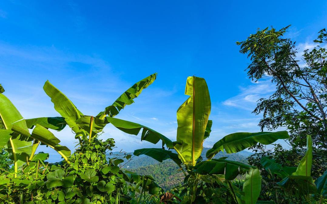 高山香蕉的種植技術與管理要點詳解