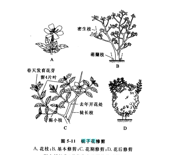 梔子花怎么修剪，梔子花什么時候修剪最適當呢