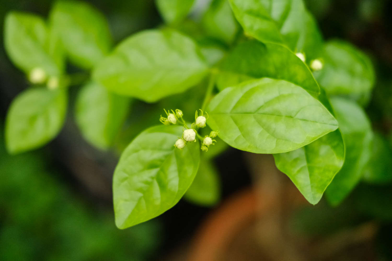 茉莉的修剪方法