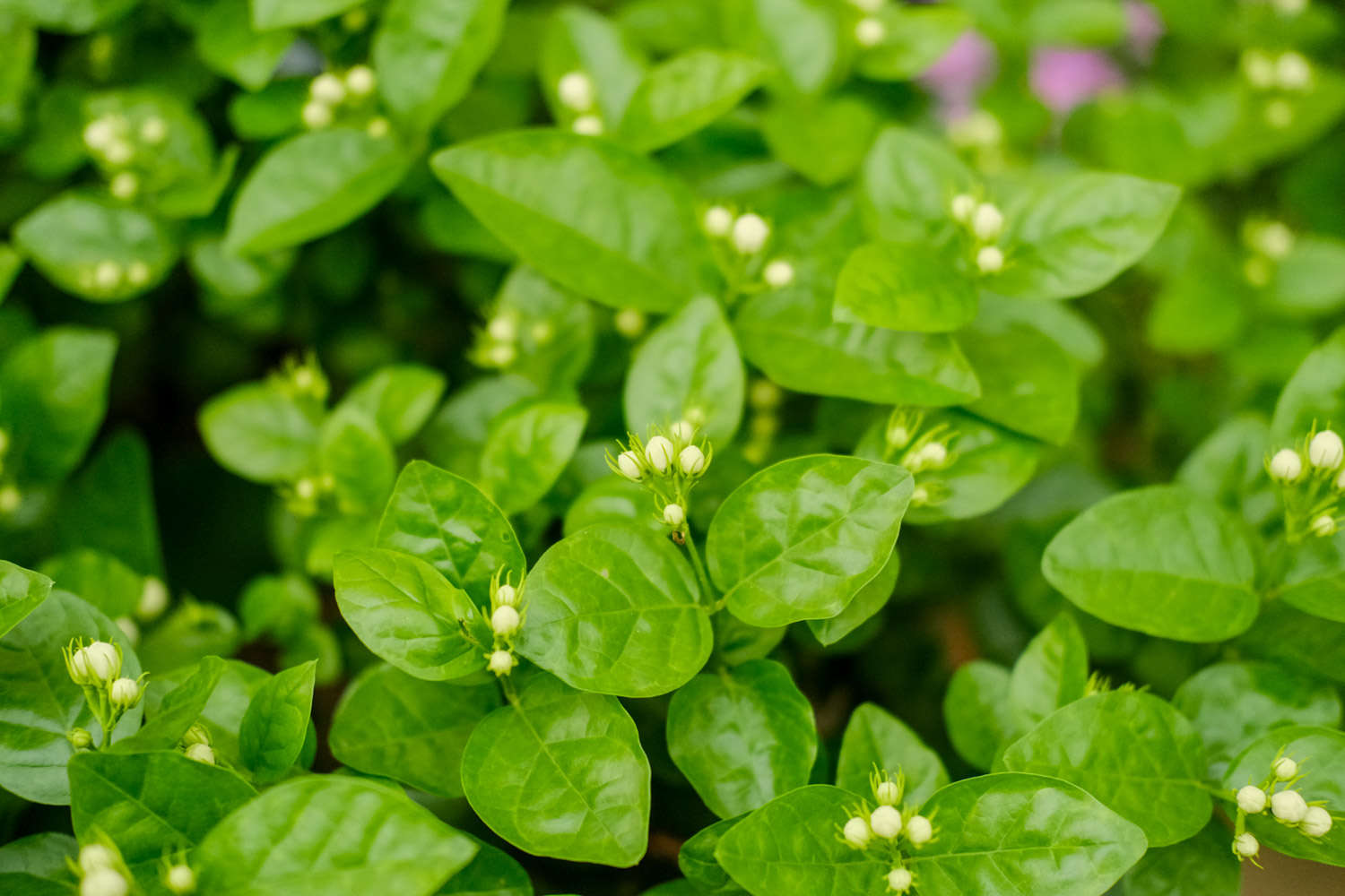 茉莉花掉葉子怎么辦