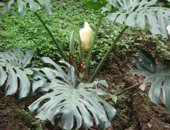 龜背竹什么時候開花，龜背竹養殖5-6年才可開花