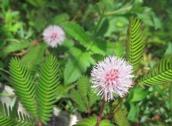 含羞草會(huì)開(kāi)花嗎，含羞草什么時(shí)候開(kāi)花