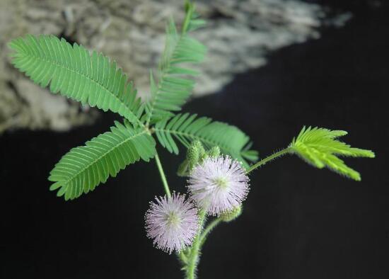 含羞草可以水培嗎，含羞草水培養(yǎng)殖方法