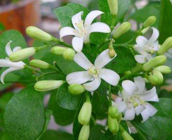 九里香什么時(shí)候開花，九里香一年開幾次花(七月盛開)