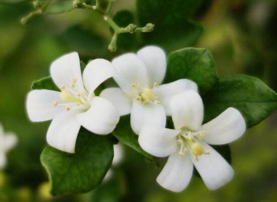 九里香什么時(shí)候開花，九里香一年開幾次花(七月盛開)