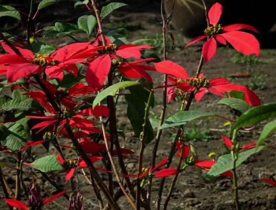 一品紅花語是什么，一品紅花語代表著我的心正在燃燒