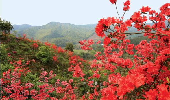 杜鵑花是映山紅嗎，杜鵑花和映山紅的區別