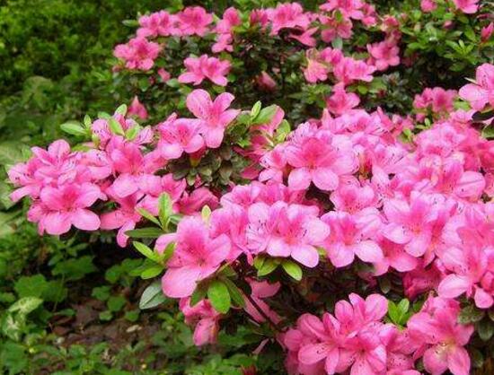 家里養杜鵑花吉祥嗎，杜鵑花的寓意和象征