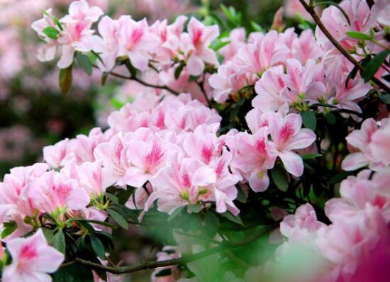 家里養杜鵑花吉祥嗎，杜鵑花的寓意和象征