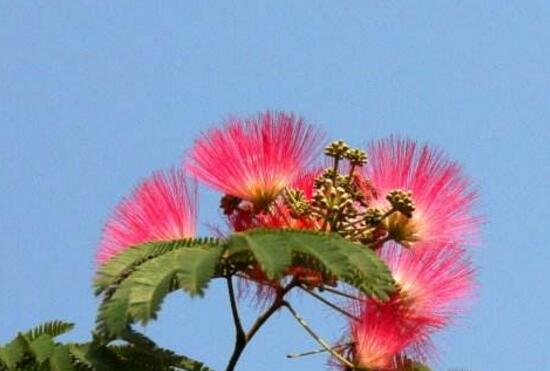 榕樹花和合歡花是一種花嗎，榕樹花和合歡花的區別