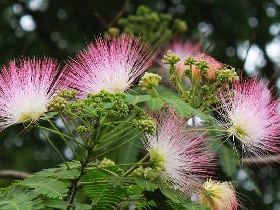 榕樹花和合歡花是一種花嗎，榕樹花和合歡花的區別