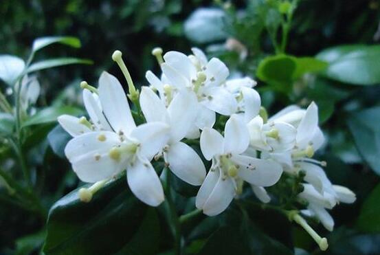 九里香不開(kāi)花怎么辦，很有可能是光照不足