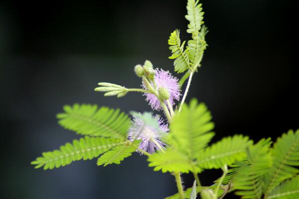 含羞草哪個(gè)部位有毒，植株內(nèi)含有毒素會導(dǎo)致脫發(fā)