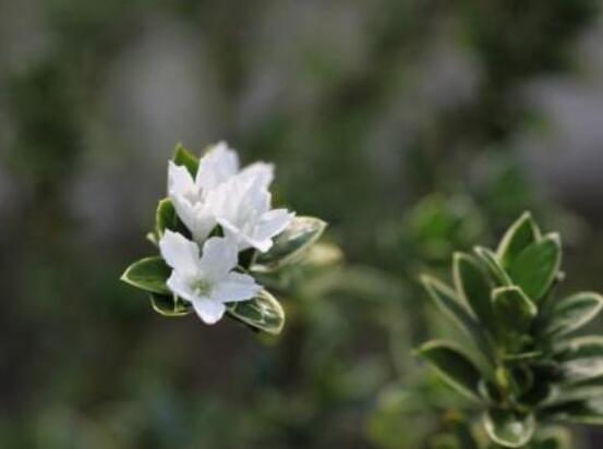 金邊六月雪幾月開花，每年六月份含苞盛放/潔白如雪