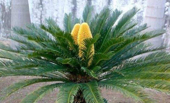 蘇鐵開花有什么征兆，開花之后是不會死的