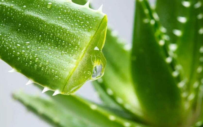 中國蘆薈的功效與作用，護膚養(yǎng)顏又排毒減肥