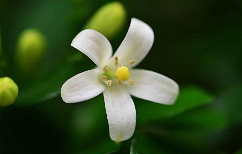 九里香花可以吃嗎，能吃/但是常被當做藥物使用