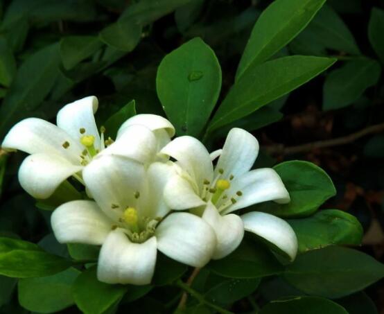 九里香花有毒嗎，無毒/制作香精香料、泡茶泡酒喝