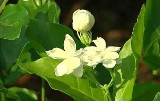 茉莉花常見的病蟲害及其防治方法，老農(nóng)總結(jié)最常見四種病蟲害