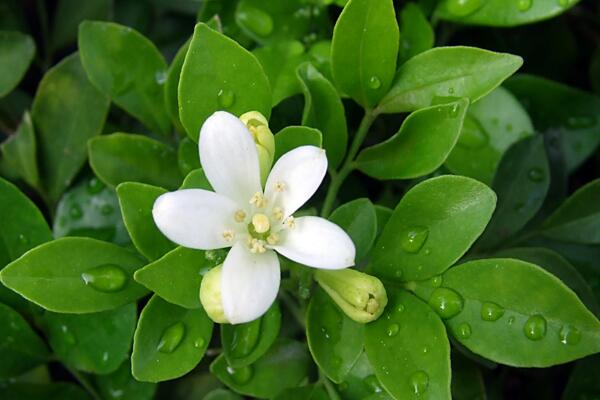 九里香的花期是什么時候，每年4月開花（花期為4個月）