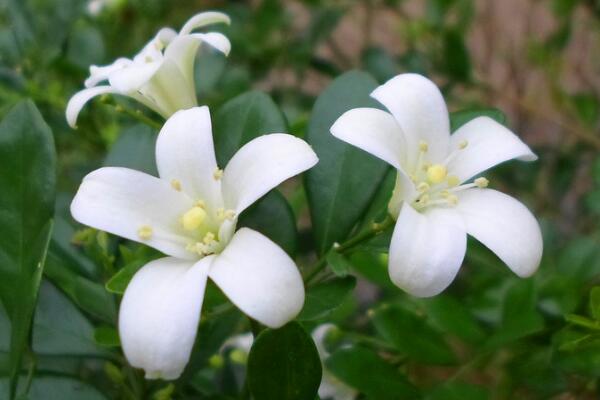 九里香花期多少，每年4月份開花（花期4個月）