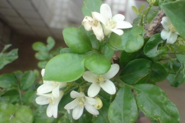 九里香花期多少，每年4月份開花（花期4個月）