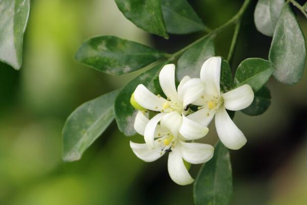 怎么讓九里香開花，5個要點可讓它的花開得更旺、更久