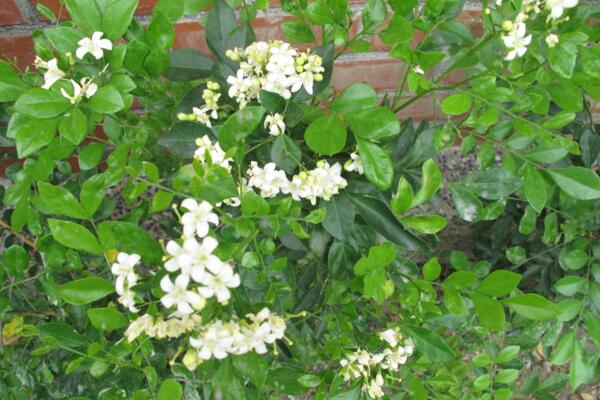 九里香開花嗎，以下技巧能讓九里香順利開花