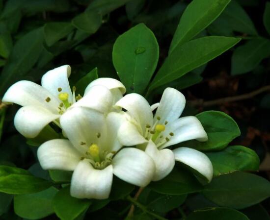 九里香花香的味道對人體有害嗎，有害/導(dǎo)致頭暈、胸悶