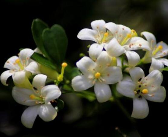 九里香花香的味道對人體有害嗎，有害/導(dǎo)致頭暈、胸悶