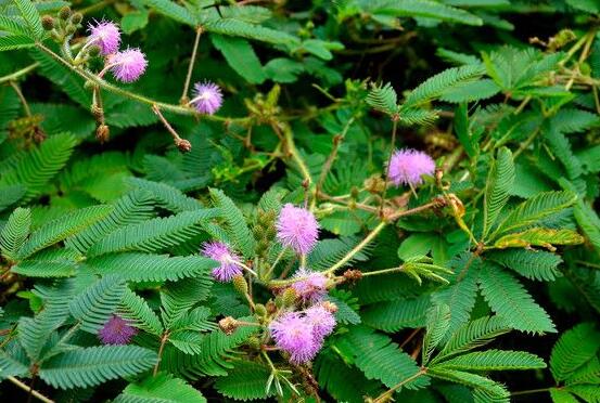 含羞草怎么養開花，注意盆土配置、光照充足