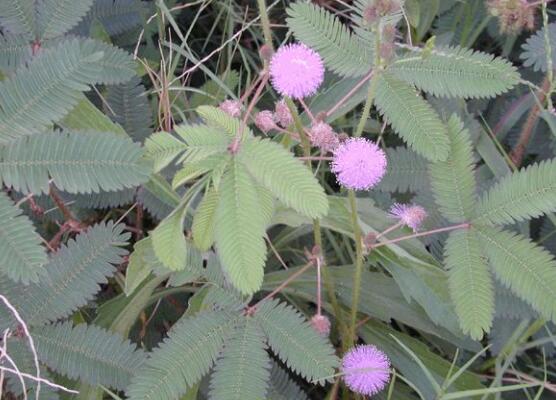 含羞草怎么養開花，注意盆土配置、光照充足