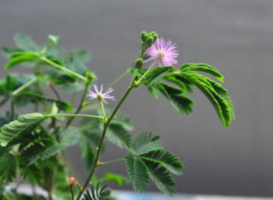 含羞草怎么養開花，注意盆土配置、光照充足