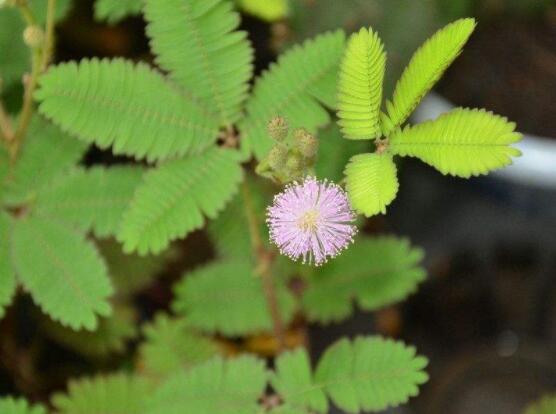 含羞草怎么養開花，注意盆土配置、光照充足