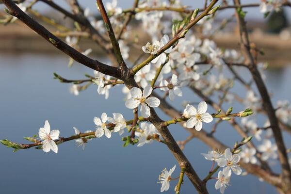 櫻花開花前怎么養護，保證肥水、光照充足