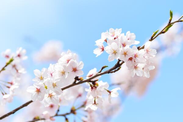 櫻花開花前怎么養護，保證肥水、光照充足