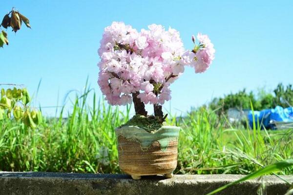 櫻花可以放在室內嗎，室內養護一定要加強光照