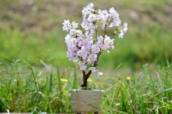 櫻花一般什么時(shí)候開(kāi)，每年的三月中旬到四月下旬