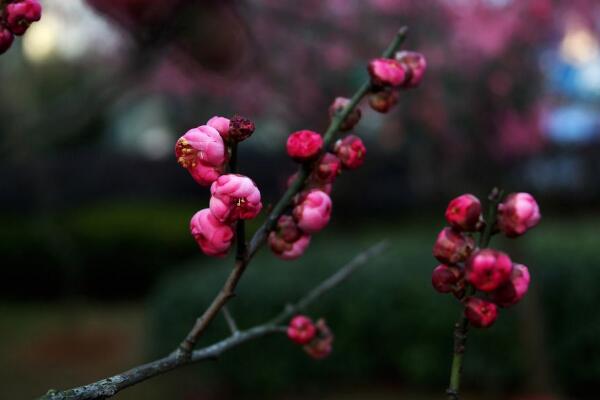 梅花什么時候開花，每年的1~3月