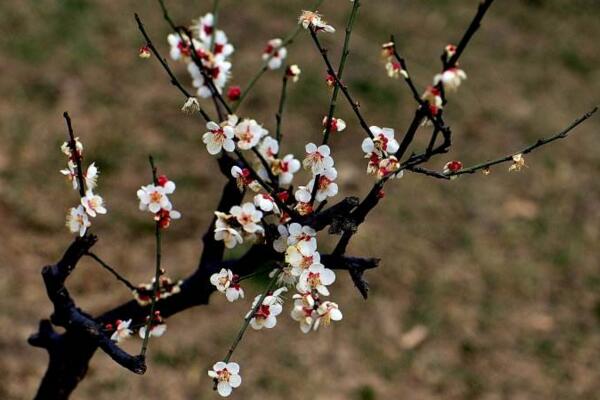 梅花怎么養(yǎng)，梅花養(yǎng)殖5大要點(diǎn)