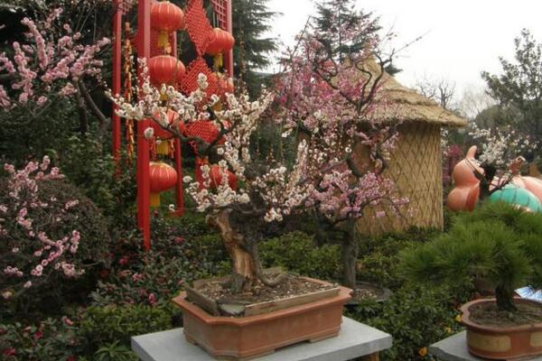 盆栽梅花怎么澆水，梅花澆水4大要點