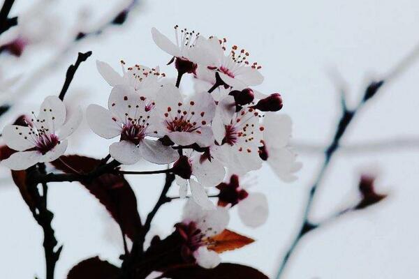 盆栽梅花怎么澆水，梅花澆水4大要點