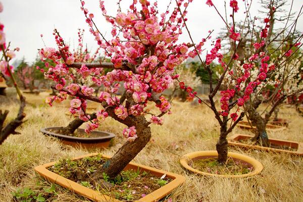 家里養梅花好嗎，適合放在家中養護