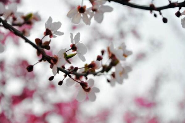 家里養梅花好嗎，適合放在家中養護