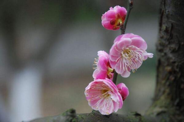 家里養梅花好嗎，適合放在家中養護